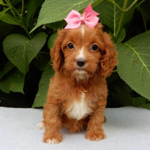 F1b Cavapoo Puppy for Sale