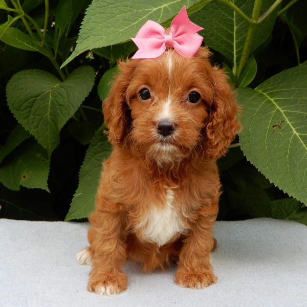 F1b Cavapoo Puppy for Sale