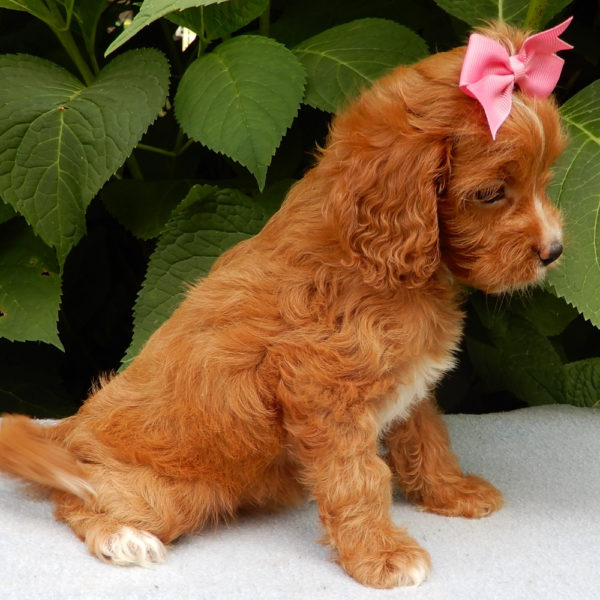 F1b Cavapoo Puppy for Sale
