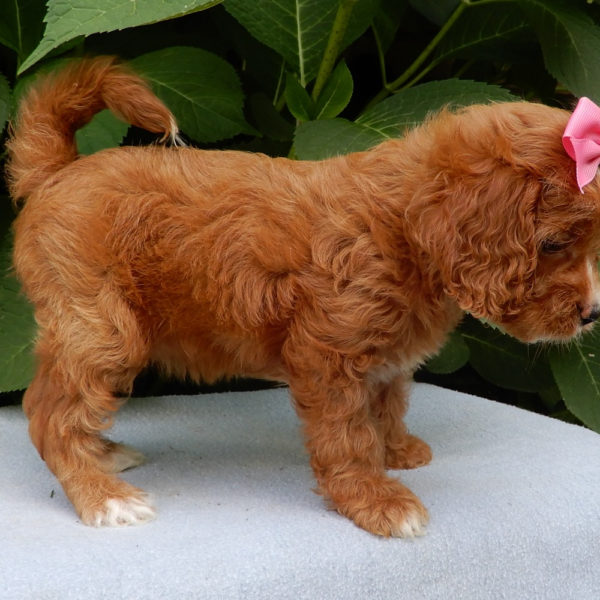 F1b Cavapoo Puppy for Sale