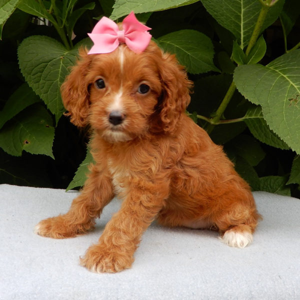 F1b Cavapoo Puppy for Sale