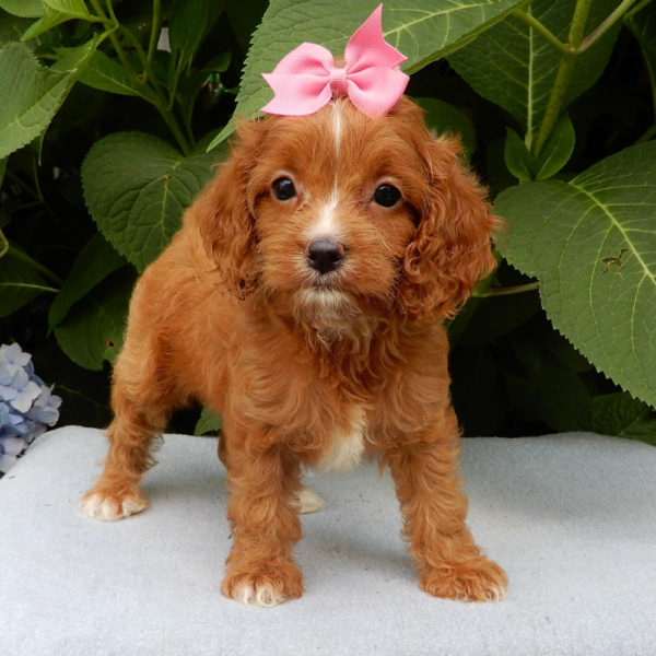 F1b Cavapoo Puppy for Sale