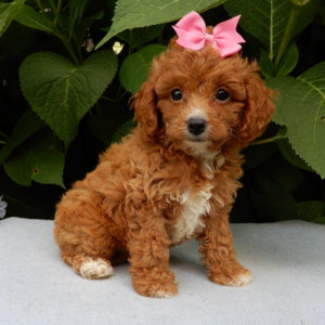 F1b Cavapoo Puppy for Sale