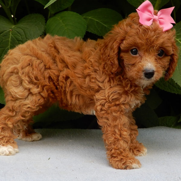 F1b Cavapoo Puppy for Sale