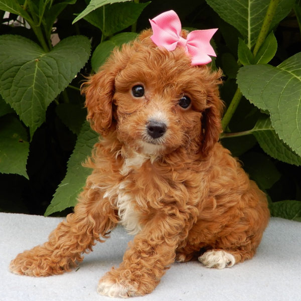 F1b Cavapoo Puppy for Sale