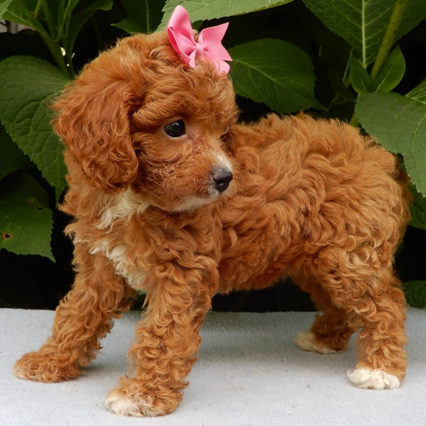 F1b Cavapoo Puppy for Sale