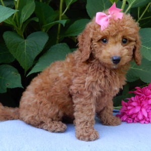 F1b Mini Goldendoodle Puppy for Sale