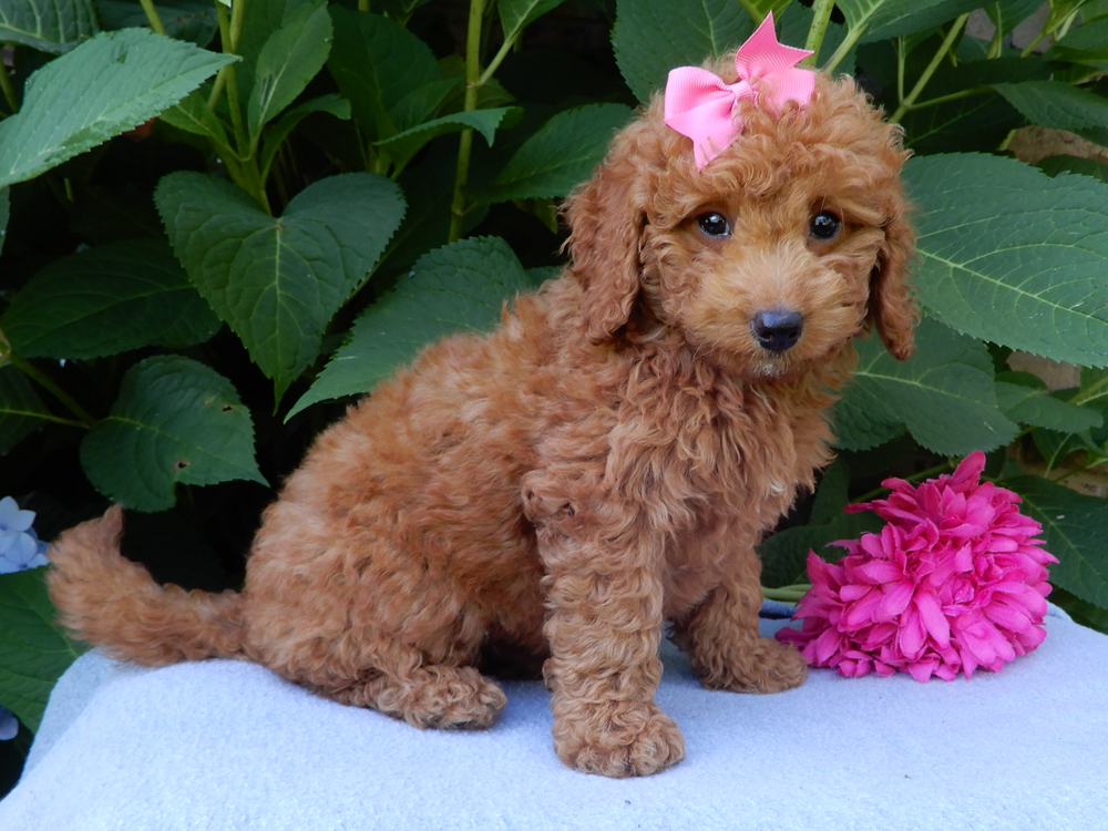 F1b Mini Goldendoodle Puppy for Sale in NYC