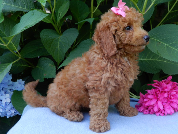 F1b Mini Goldendoodle Puppy for Sale