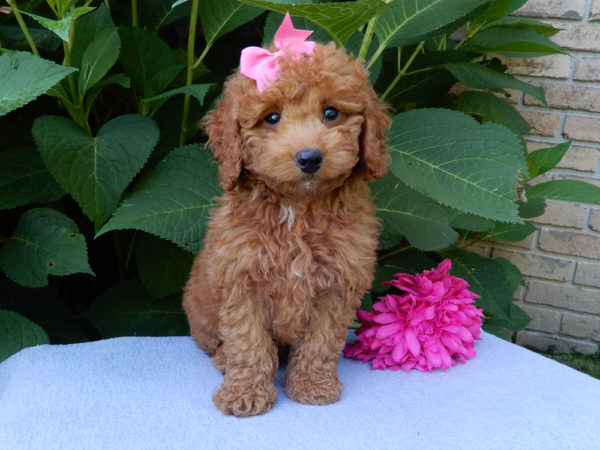 F1b Mini Goldendoodle Puppy for Sale