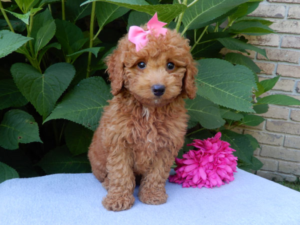 F1b Mini Goldendoodle Puppy for Sale