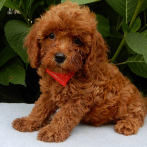 F1b Cavapoo Puppy for Sale