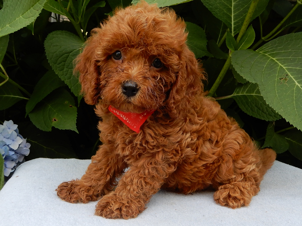 F1b Cavapoo Puppy for Sale in NYC