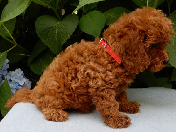 F1b Cavapoo Puppy for Sale