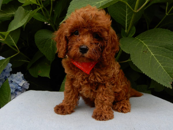 F1b Cavapoo Puppy for Sale