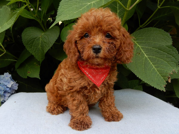 F1b Cavapoo Puppy for Sale