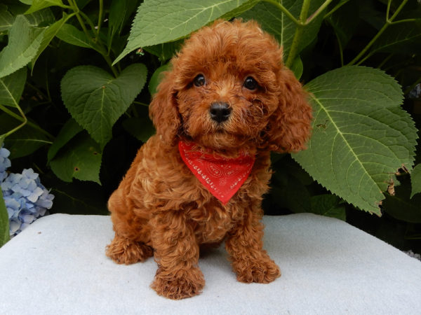 F1b Cavapoo Puppy for Sale