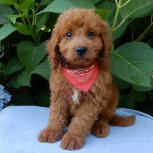 F1b Mini Goldendoodle Puppy for Sale