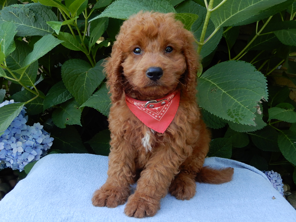F1b Mini Goldendoodle Puppy for Sale in NYC