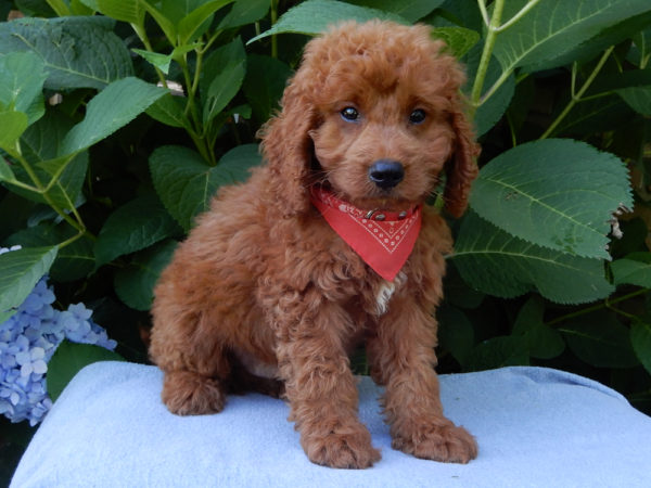 F1b Mini Goldendoodle Puppy for Sale