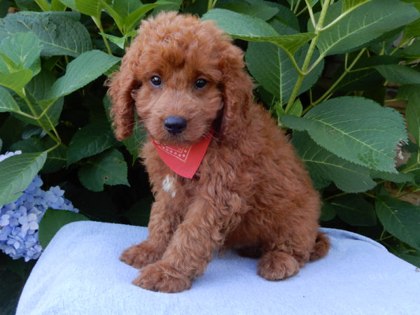 F1b Mini Goldendoodle Puppy for Sale