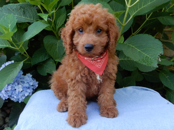 F1b Mini Goldendoodle Puppy for Sale