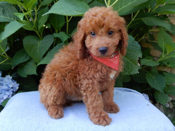 F1b Mini Goldendoodle Puppy for Sale
