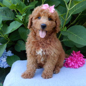 F1b Mini Goldendoodle Puppy for Sale