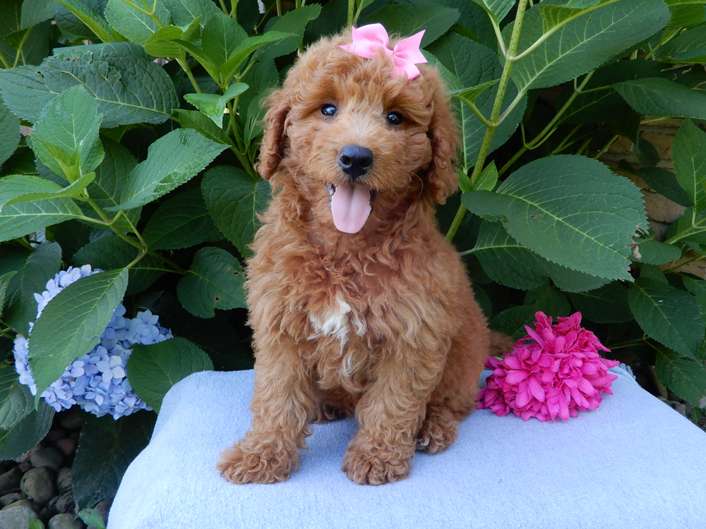 F1b Mini Goldendoodle Puppy for Sale in NYC