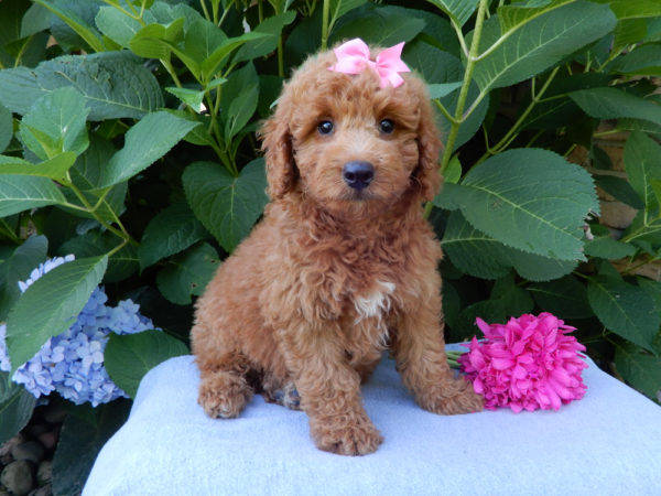 F1b Mini Goldendoodle Puppy for Sale