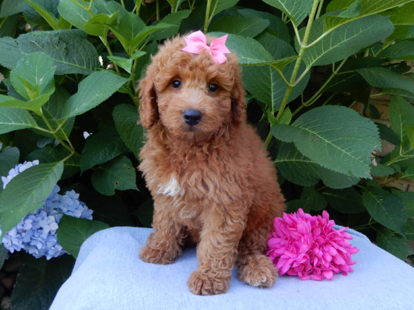 F1b Mini Goldendoodle Puppy for Sale