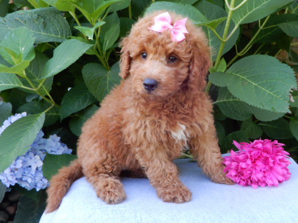 F1b Mini Goldendoodle Puppy for Sale