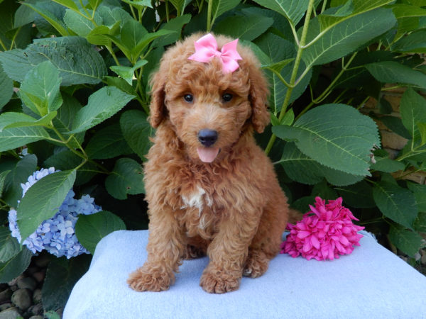 F1b Mini Goldendoodle Puppy for Sale