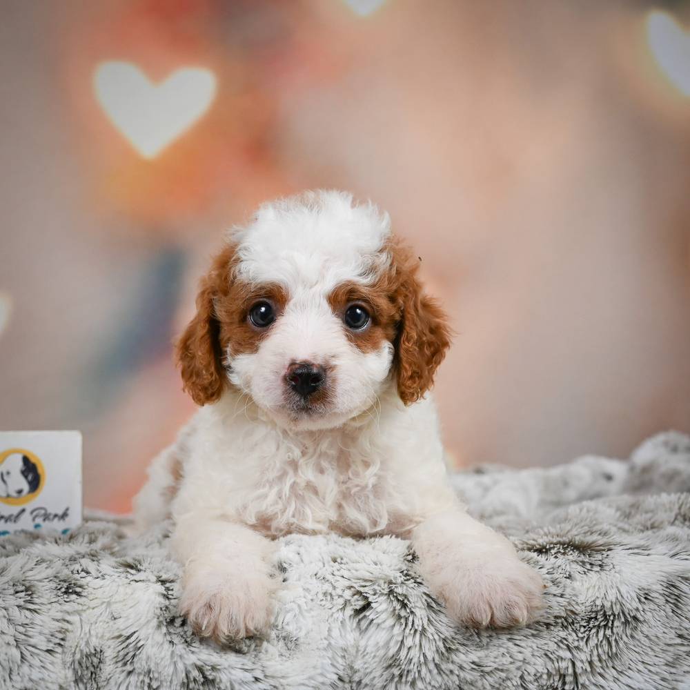 F1b Cavapoo Puppy for Sale in NYC