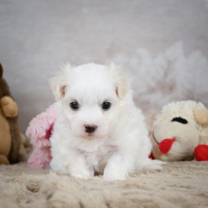 Maltese Puppy for Sale