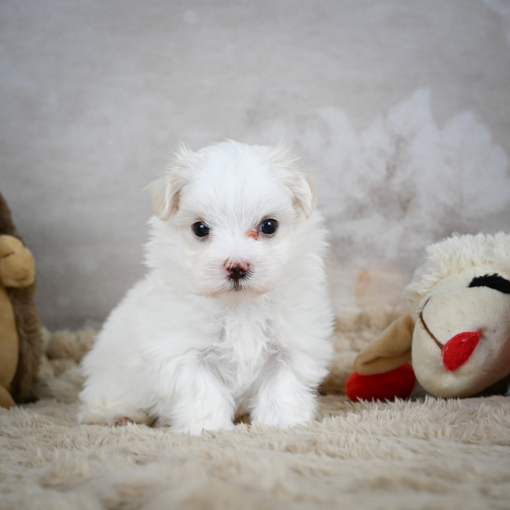 Maltese Puppy for Sale in NYC