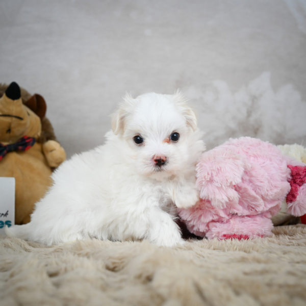 Maltese Puppy for Sale