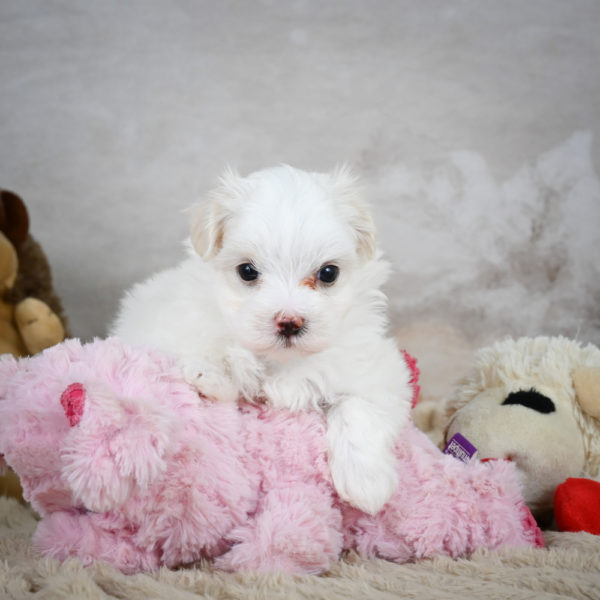 Maltese Puppy for Sale