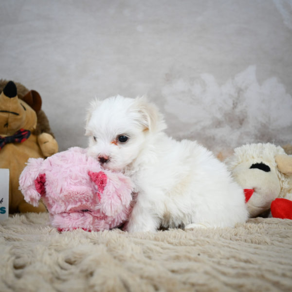 Maltese Puppy for Sale