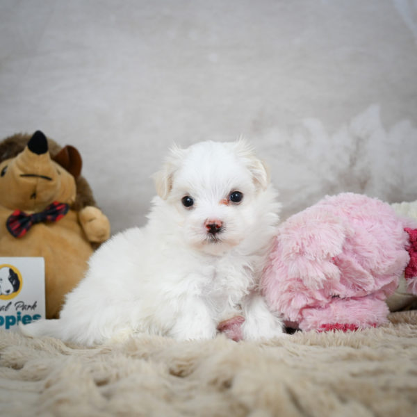 Maltese Puppy for Sale
