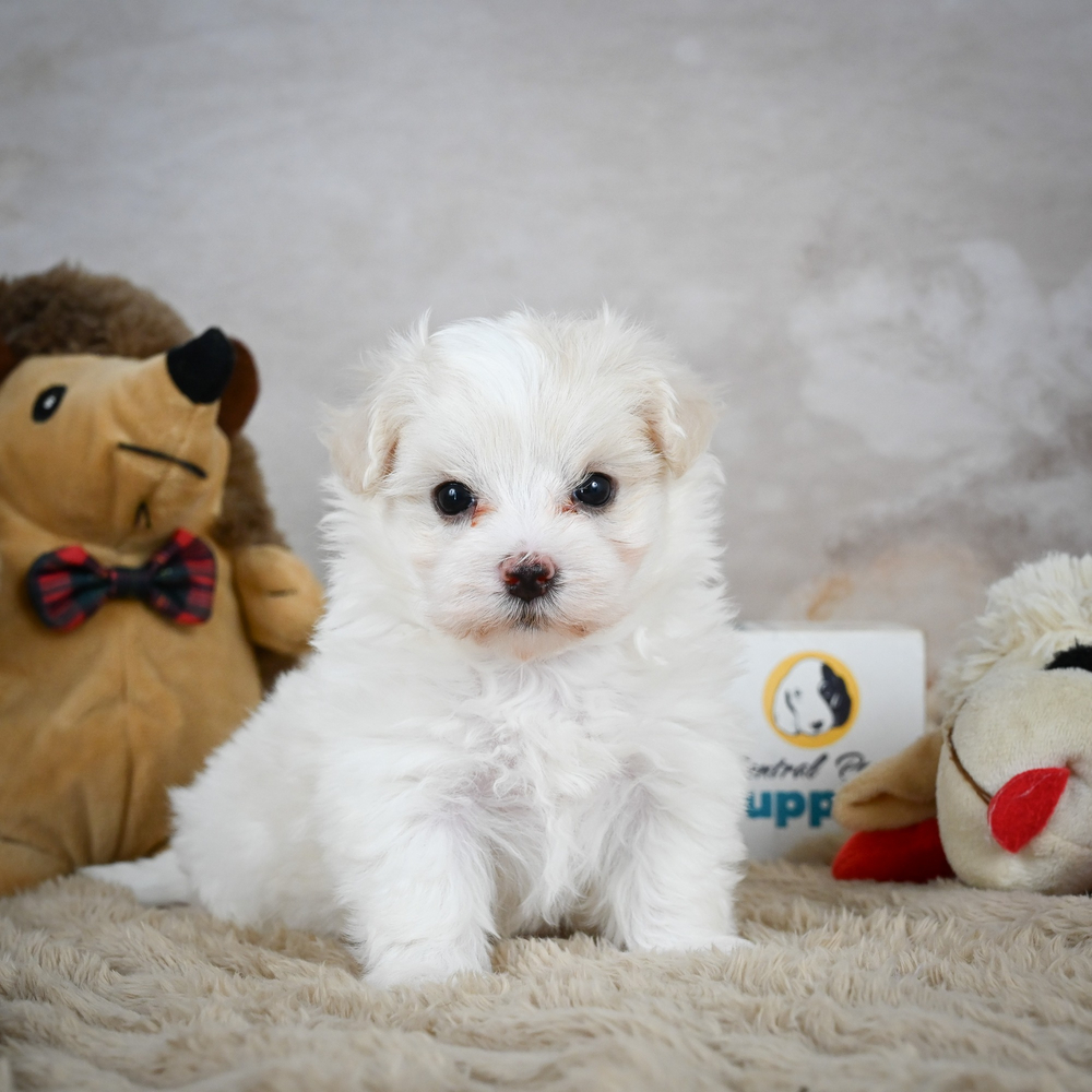 Maltese Puppy for Sale in NYC