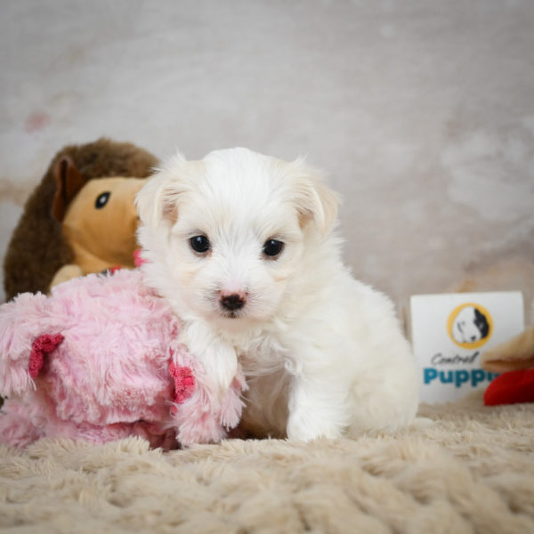 Maltese Puppy for Sale