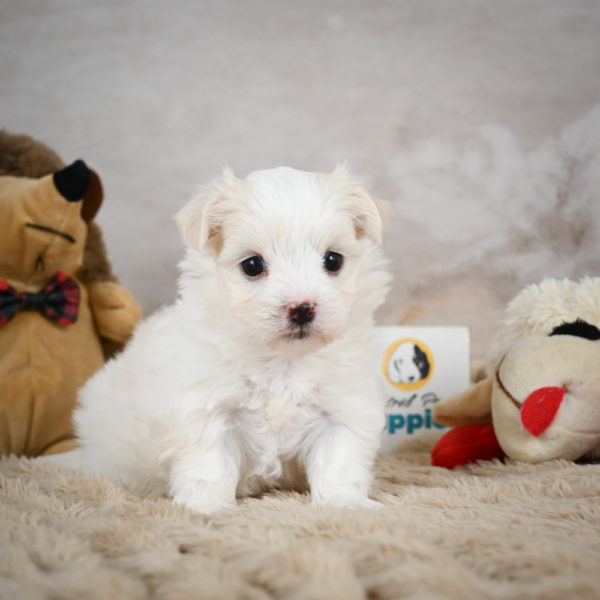 Maltese Puppy for Sale