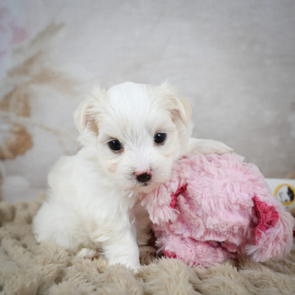 Maltese Puppy for Sale