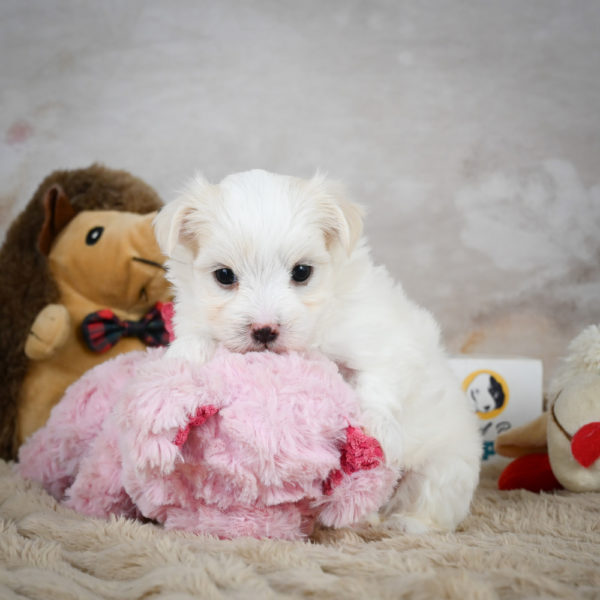 Maltese Puppy for Sale