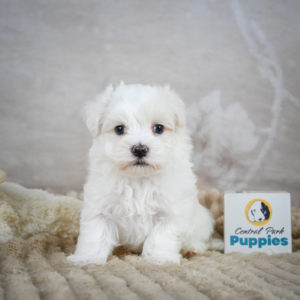 Maltese Puppy for Sale