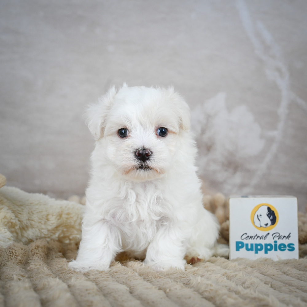 Maltese Puppy for Sale in NYC