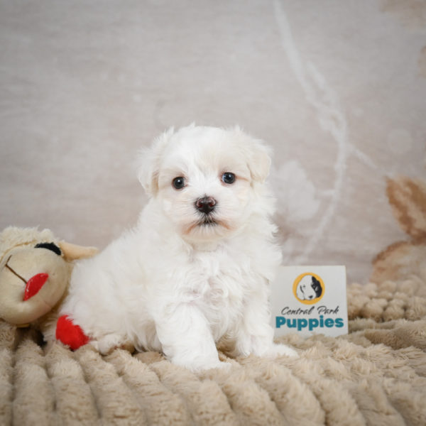 Maltese Puppy for Sale