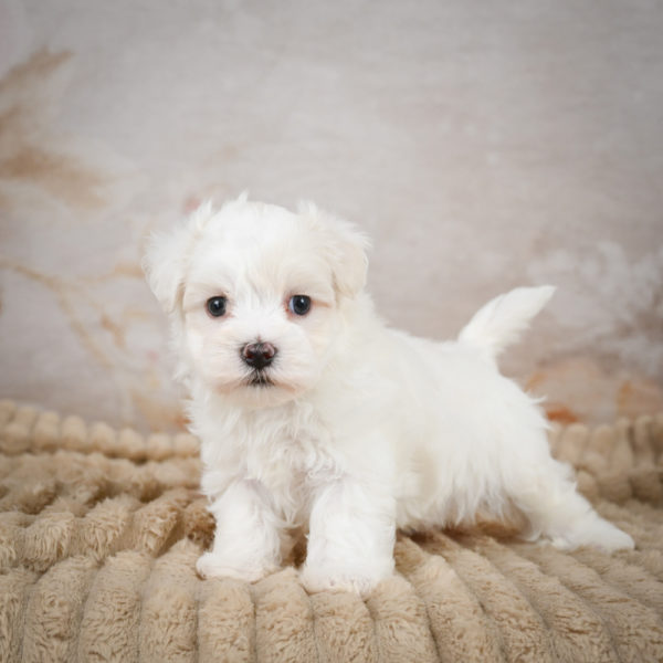 Maltese Puppy for Sale