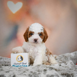 F1b Cavapoo Puppy for Sale